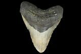 Fossil Megalodon Tooth - + Foot Prehistoric Shark #114406-1